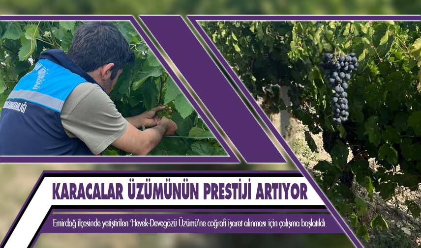 Karacalar üzümünün prestiji artıyor